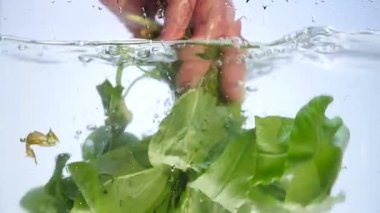 su damlaları ve üzerinde beyaz izole sıçrama ile yeşil ıspanak yaprağı