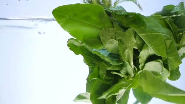 Hoja de espinaca verde con gotas de agua y salpicaduras aisladas en blanco — Vídeo de stock