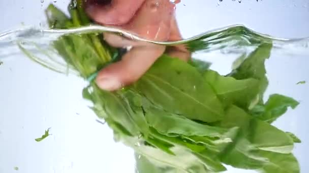 Grünes Spinatblatt mit Wassertropfen und Spritzer isoliert auf weißem — Stockvideo