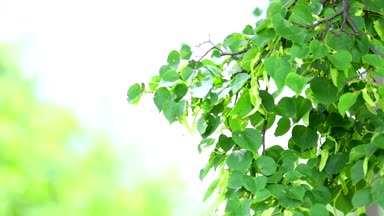 ıhlamur ağacı çiçek yakın çekim