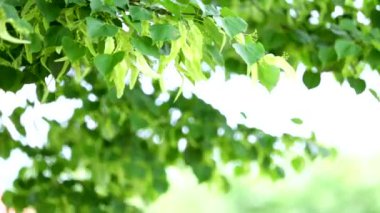 ıhlamur ağacı çiçek yakın çekim