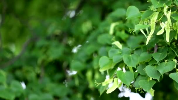 Linde in voller Blüte aus nächster Nähe — Stockvideo