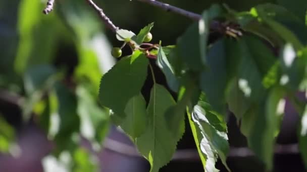 Primer plano de las mociones lentas de cereza silvestre o dulce — Vídeos de Stock