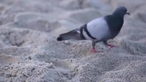 Paloma caminando sobre la arena en la playa — Vídeos de Stock