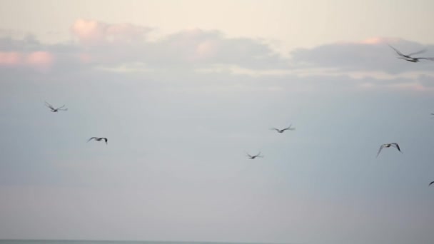 Морские чайки летают в голубом солнечном небе над побережьем замедленным движением — стоковое видео