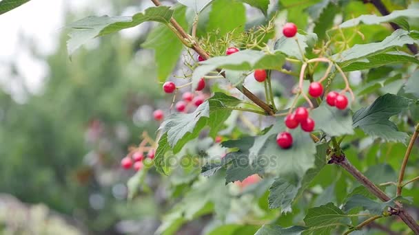 Viburnum balanços vermelhos em um ramo de árvore, sol, dia de verão, close-up — Vídeo de Stock