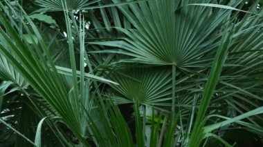 Büyük ve uzun yeşil yaprakları ile birlikte diğer bitkiler botanik bahçesi içinde buldum palmiye ağacı