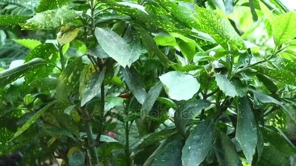 Tropische Blätter im Hintergrund. Blatt im botanischen Garten — Stockvideo