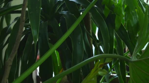 Hojas verdes de la planta de Monstera que crece en estado salvaje, la planta del bosque tropical, hojas del jardín botánico — Vídeo de stock