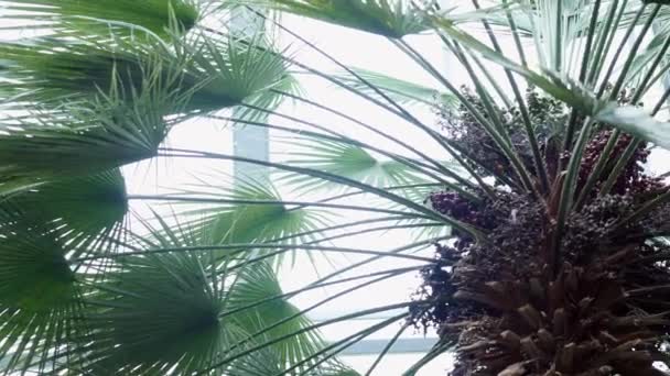 Big and long green leaves of the palm tree found inside a botanical garden — Stock Video