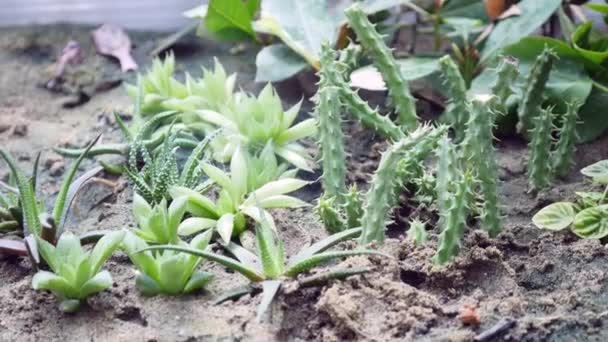 Kleine decoratie cactus in de botanische tuin — Stockvideo