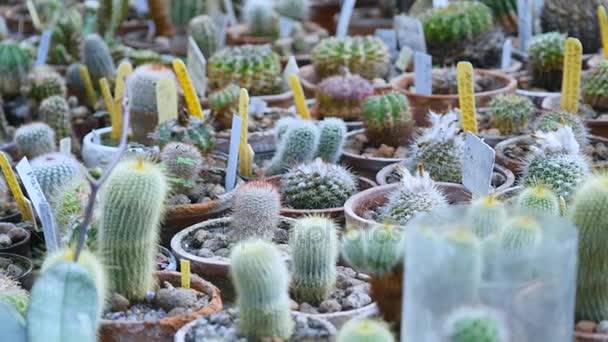 Kleine decoratie cactus in de botanische tuin — Stockvideo