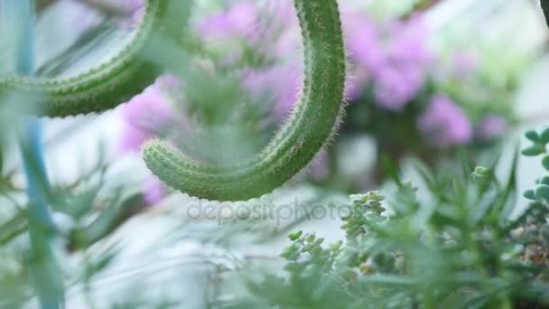 Pequeño cactus de decoración en jardín botánico — Vídeo de stock
