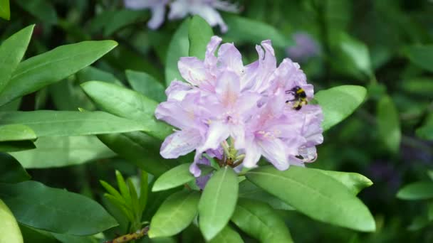 Hermoso blanco con flores de rododendro púrpura sobre un fondo natural — Vídeo de stock