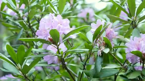 Hermoso blanco con flores de rododendro púrpura sobre un fondo natural — Vídeos de Stock