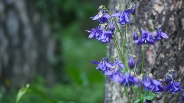 Mor columbine Çiçek bahçesinde