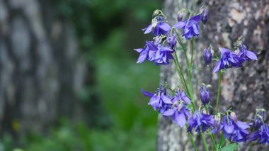 Mor columbine Çiçek bahçesinde