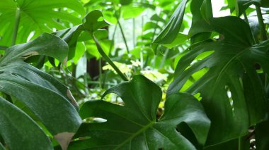Monstera yeşil yaprak Botanik Bahçesi içinde