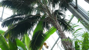 Yeşil palmiye ağaçları ve iğne yapraklı ağaçlar Botanik Bahçesi