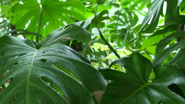 Зеленый лист Монстера в ботаническом саду — стоковое фото