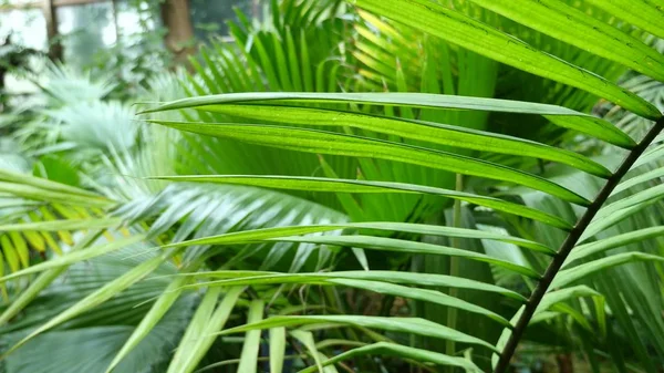 Palmblätter im botanischen Garten — Stockfoto