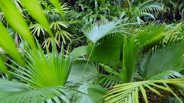 Palm leafs in botanical garden — Stock Photo, Image