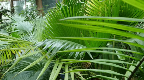 Palmblätter im botanischen Garten — Stockfoto