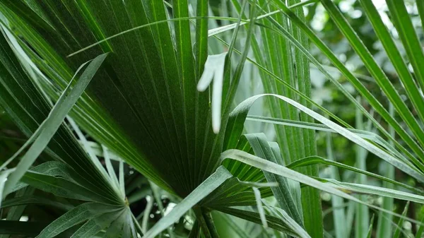 Palm leafs in botanical garden — Stock Photo, Image