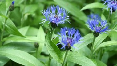Bokeh, çiçek doğa arka plan ile mavi Peygamber