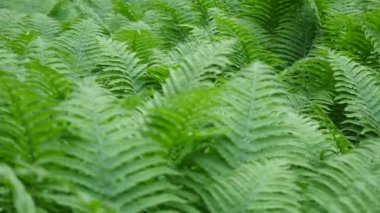 Güzel eğreltiotu yaprakları yeşil yapraklar doğal çiçek eğreltiotu arka planı