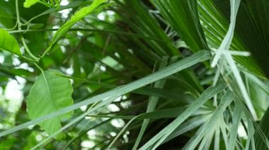 Botanik Bahçesi içinde palmiye yaprakları