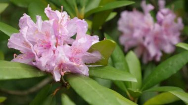 Ormangülü önümüzdeki ormangülü roseum elegans pembe mor çiçekler