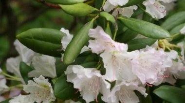 Ormangülü önümüzdeki ormangülü roseum elegans beyaz mor çiçekler