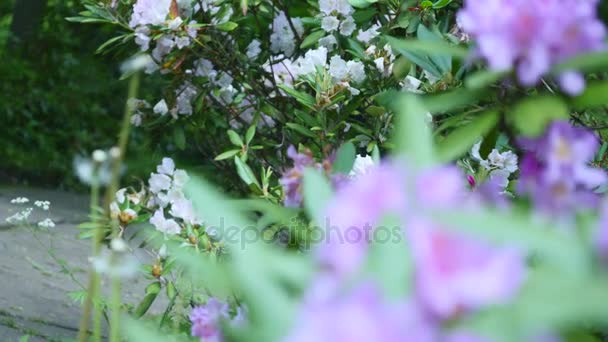 Hermoso blanco con flores de rododendro púrpura sobre un fondo natural — Vídeo de stock