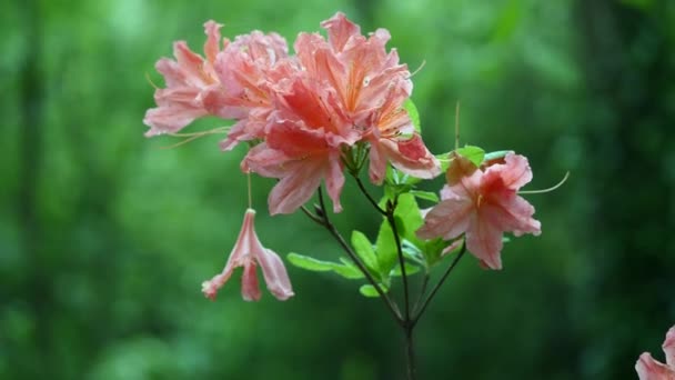 Квітучий рожевий рододендрон, великим планом, вибіркове фокус — стокове відео