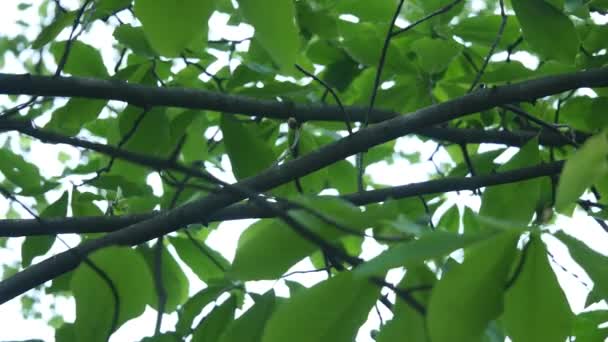 Birdhouse dans les bois. Une maison pour les oiseaux sur fond d'arbres — Video