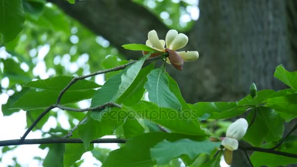 Bílá magnolia bud, květy bílé magnolia, bílá magnolia, bílé květy Magnolie na větev stromu, magnolie strom květ, bílá magnolia květy floral přirozeného pozadí — Stock video