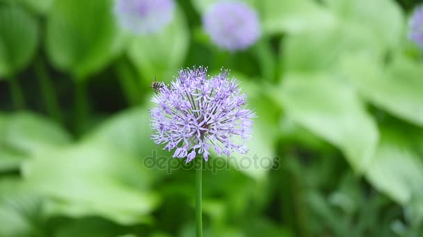 Ehinops purple. Giant onions purple flowers.Countless buds — Stock Video