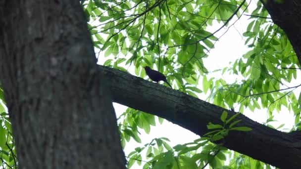 Starlingová zpívá na větev stromu — Stock video