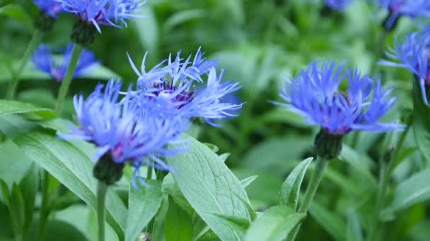 Blue cornflowers with bokeh , floral nature background — Stock Video