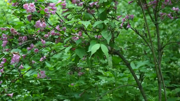 Weigela ροζ λουλούδια θάμνος με πράσινα στον κήπο — Αρχείο Βίντεο