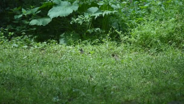 Deux oiseaux dans l'herbe — Video