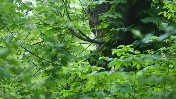 Grigio scoiattolo cavalca a un albero — Video Stock