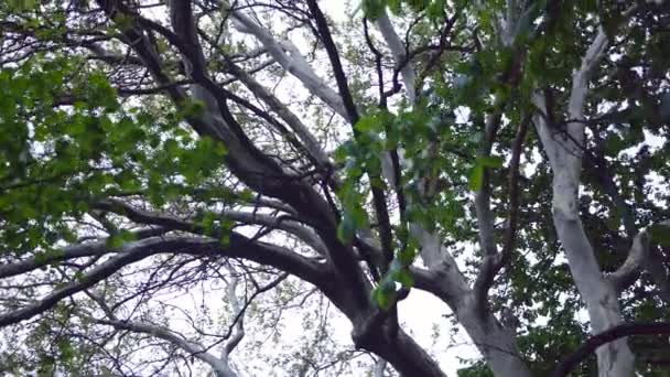 Primavera, árboles forestales de frondosas, iluminados a través de verdes copas de árboles — Vídeos de Stock