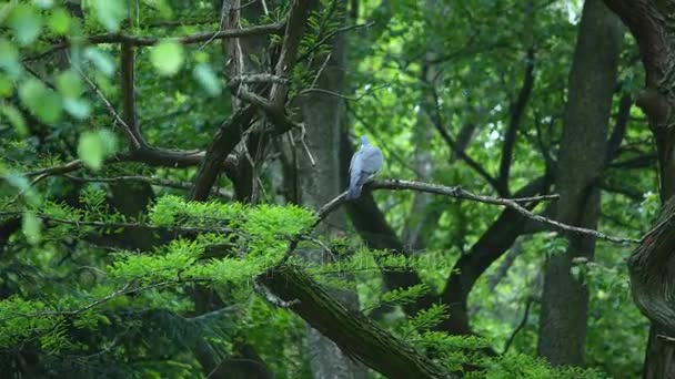 Серый голубь сидит на ветке дерева — стоковое видео