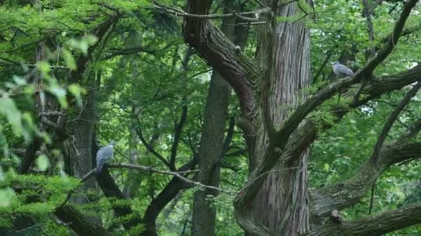 Colombe grise assise sur une branche d'arbre — Video