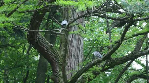 Szürke galamb, ül egy fa ága — Stock videók