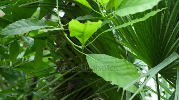 Hojas tropicales de fondo. Hoja de jardín botánico — Vídeo de stock