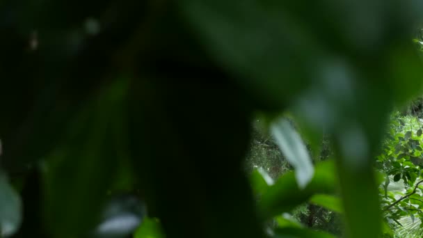热带树叶背景。植物园叶 — 图库视频影像