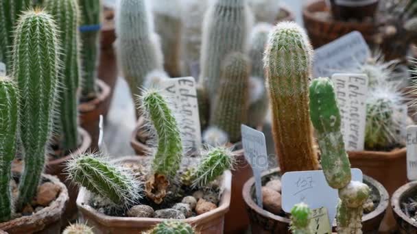 Muchos cactus decorativos para el fondo — Vídeo de stock